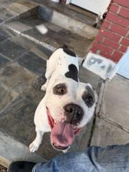 Found/Stray Female Dog last seen 21st and 129th, Tulsa, OK 74128