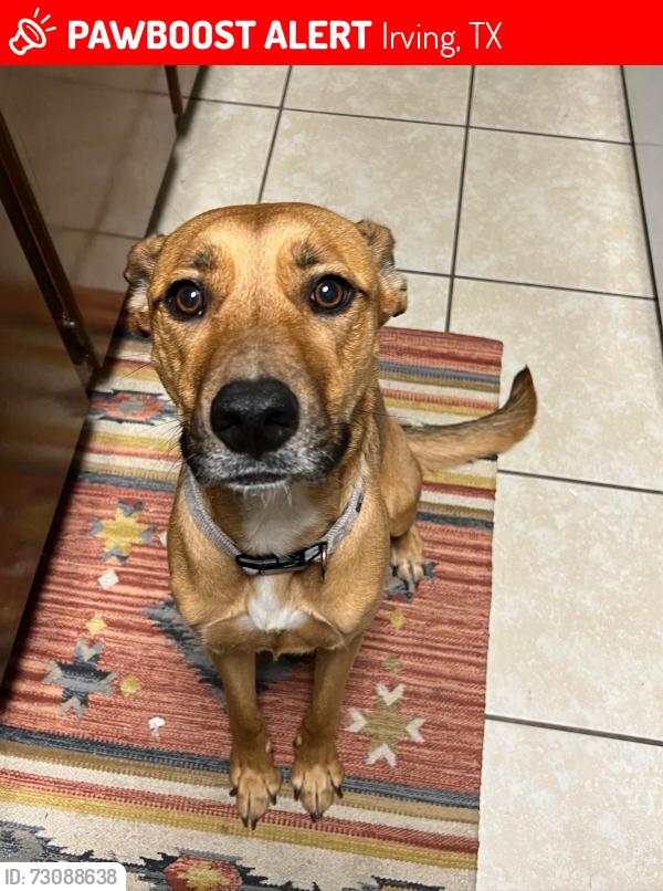 Lost Female Dog last seen Off belt line and 30, Irving, TX 75060