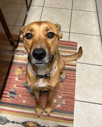 Lost Female Dog last seen Off belt line and 30, Irving, TX 75060