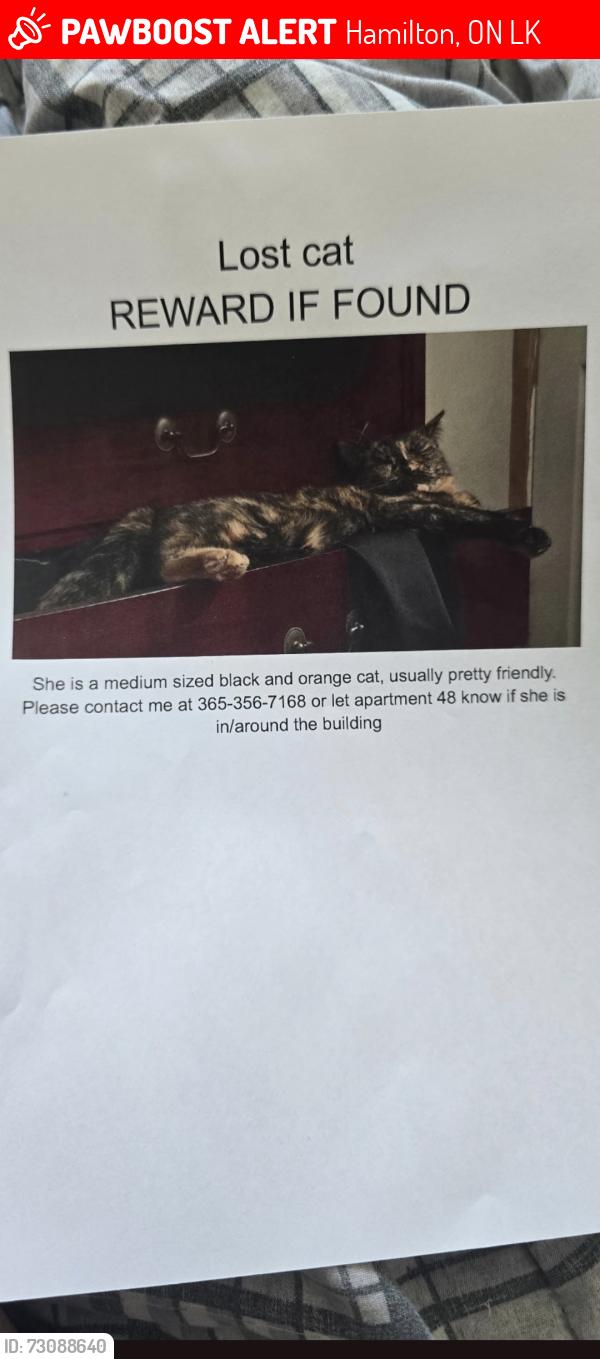 Lost Female Cat last seen Last seen in apmt Thursday evening , Hamilton, ON L8K