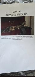 Lost Female Cat last seen Last seen in apmt Thursday evening , Hamilton, ON L8K