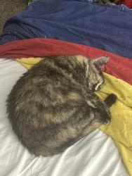 Lost Female Cat last seen Near metric boulevard apmt 1316 78758 Contact, Austin, TX 78758