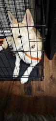Found/Stray Female Dog last seen 71st and Yale, Tulsa, OK 74136