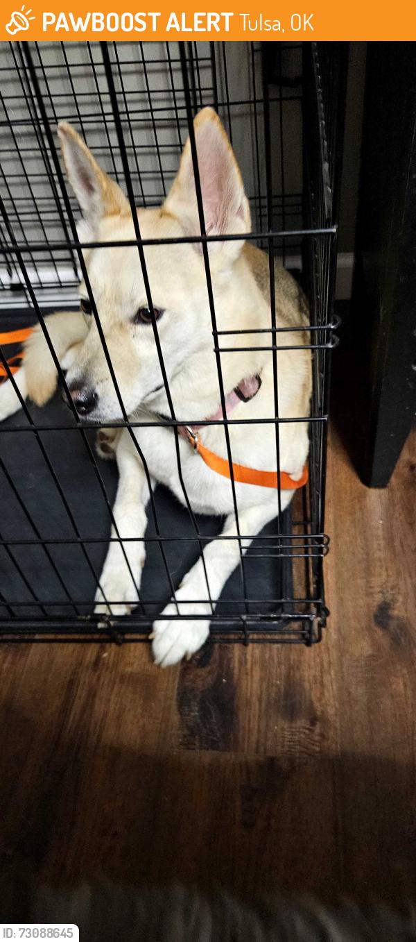Found/Stray Female Dog last seen 71st and Yale, Tulsa, OK 74136