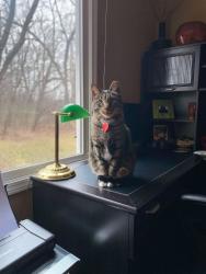 Reunited Male Cat last seen Near Carriage Hill Rd. Island Lake, IL 60042, Island Lake, IL 60042