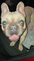 Found/Stray Male Dog last seen Glade Road, near melrose park drive, Colleyville, TX 76034