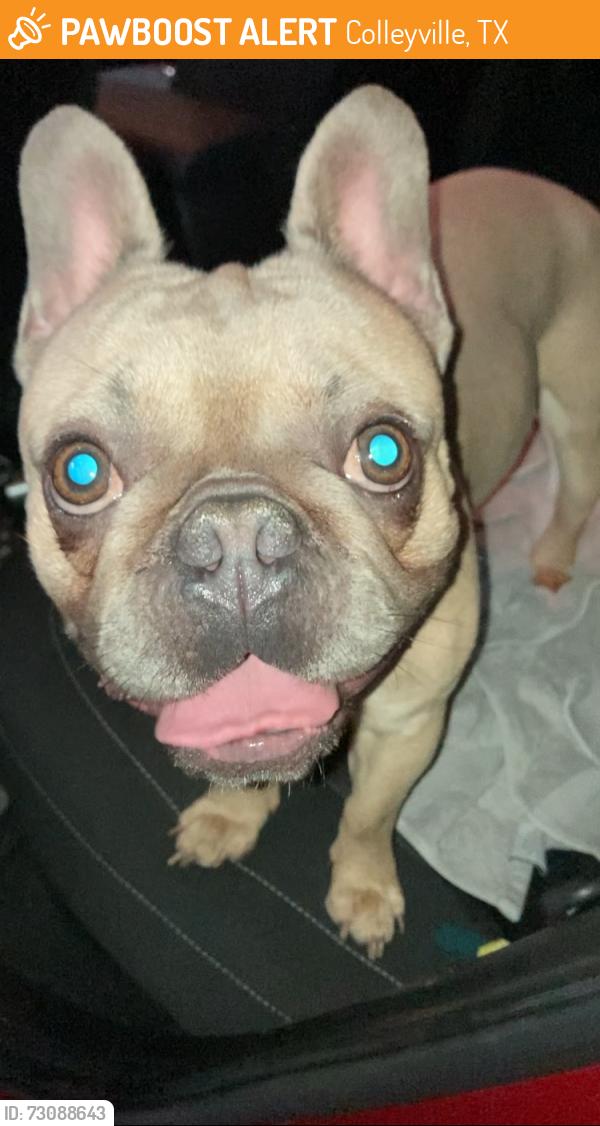 Found/Stray Male Dog last seen Glade Road, near melrose park drive, Colleyville, TX 76034