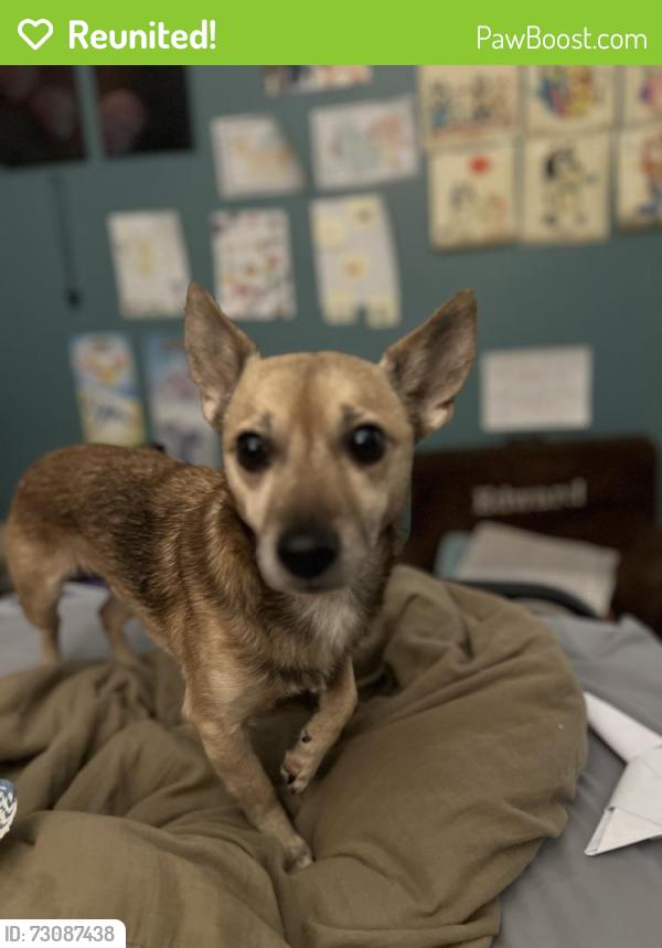 Reunited Male Dog last seen Back yard, Pasadena, MD 21122