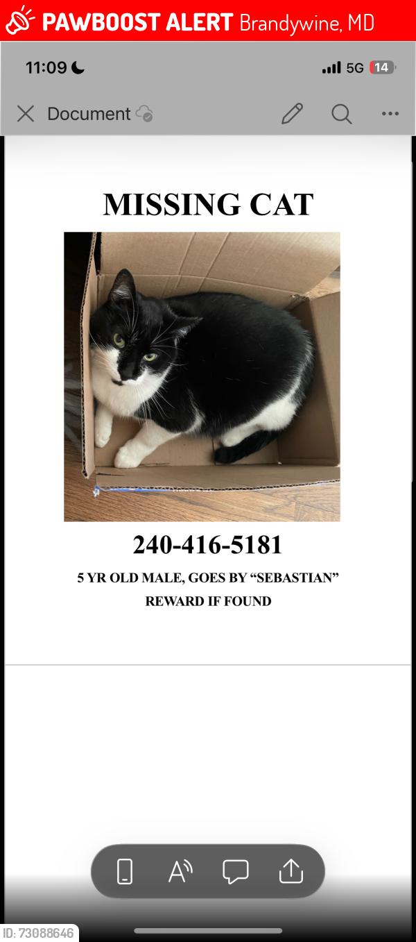 Lost Male Cat last seen Baden fire department , Brandywine, MD 20623