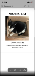 Lost Male Cat last seen Baden fire department , Brandywine, MD 20623