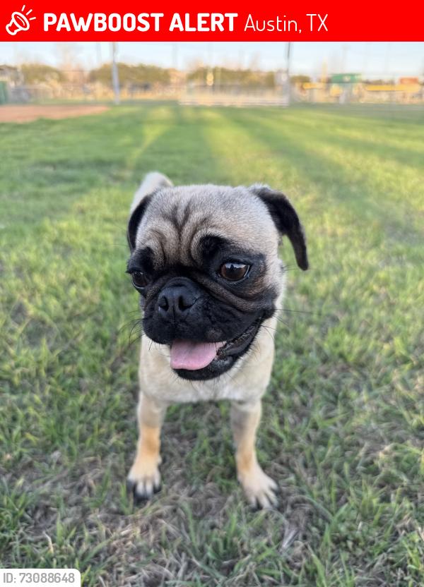 Lost Female Dog last seen Shoal creek blvd and Dover place , Austin, TX 78757