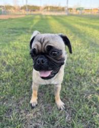 Lost Female Dog last seen Shoal creek blvd and Dover place , Austin, TX 78757