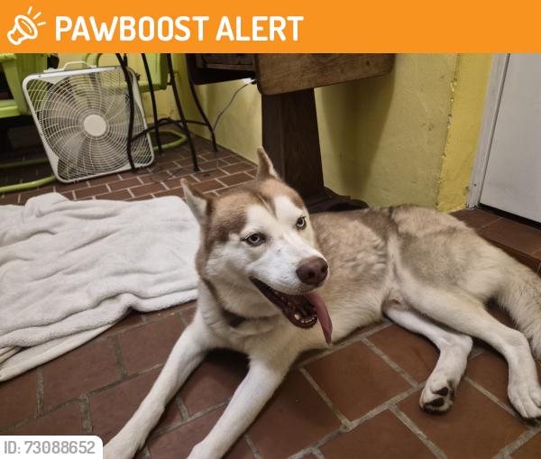 Found/Stray Male Dog last seen Highland Park, North Lauderdale, FL 33068