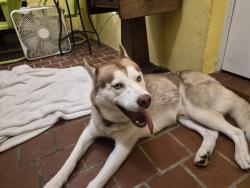 Found/Stray Male Dog last seen Highland Park, North Lauderdale, FL 33068