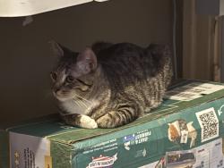 Lost Male Cat last seen magnolia and washington, Los Angeles, CA 90006