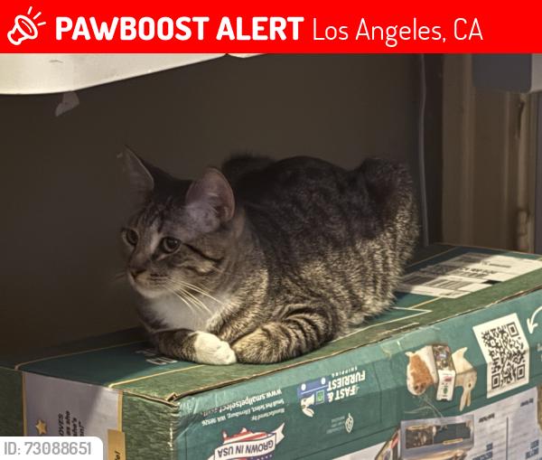 Lost Male Cat last seen magnolia and washington, Los Angeles, CA 90006