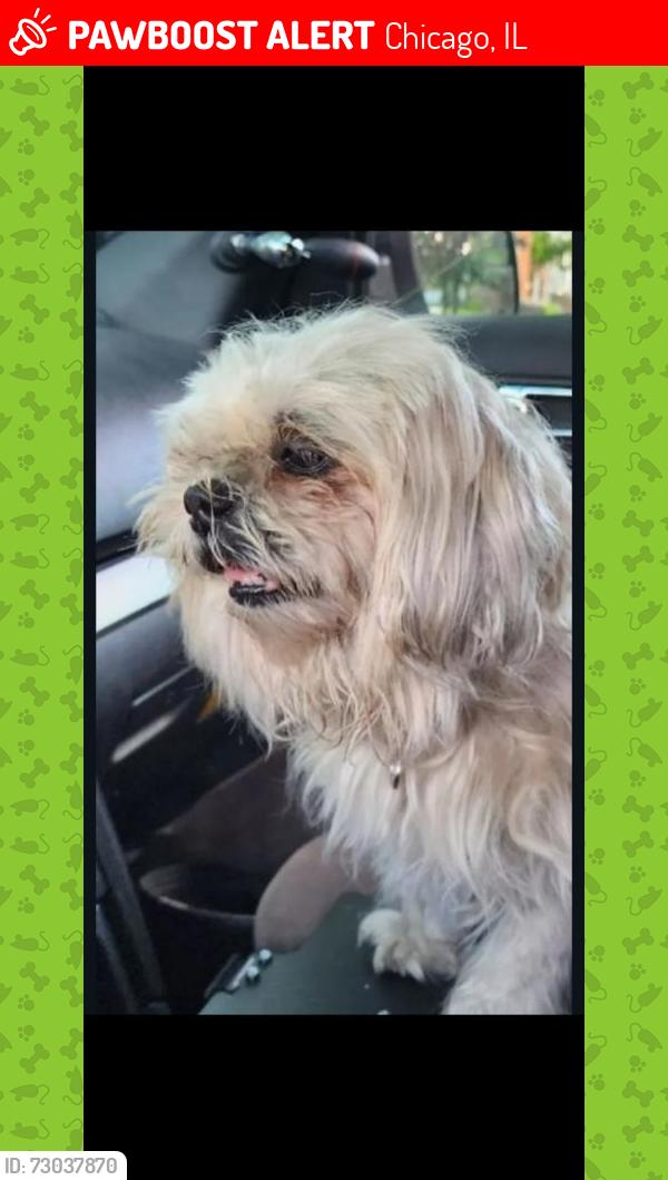 Lost Female Dog last seen 52nd and Paulina, Chicago, IL 60609