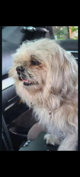 Lost Female Dog last seen 52nd and Paulina, Chicago, IL 60609