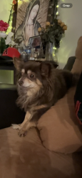 Reunited Female Dog last seen Near locust Ave Fontana CA 92335, Fontana, CA 92335
