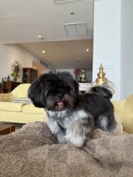 Reunited Male Dog last seen Lancaster ln, Tampa, FL 33619