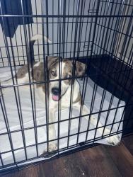 Found/Stray Female Dog last seen Walmart, Dalton, GA 30721