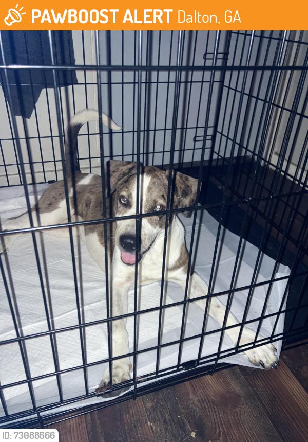 Found/Stray Female Dog last seen Walmart, Dalton, GA 30721
