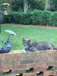Found/Stray Male Cat last seen Schiel Museum, Gastonia, NC 28054