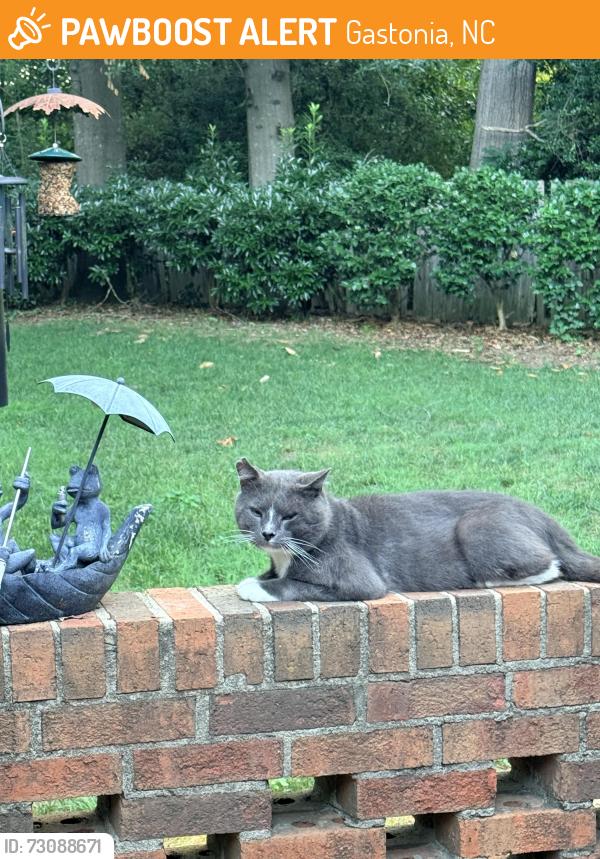 Found/Stray Male Cat last seen Schiel Museum, Gastonia, NC 28054