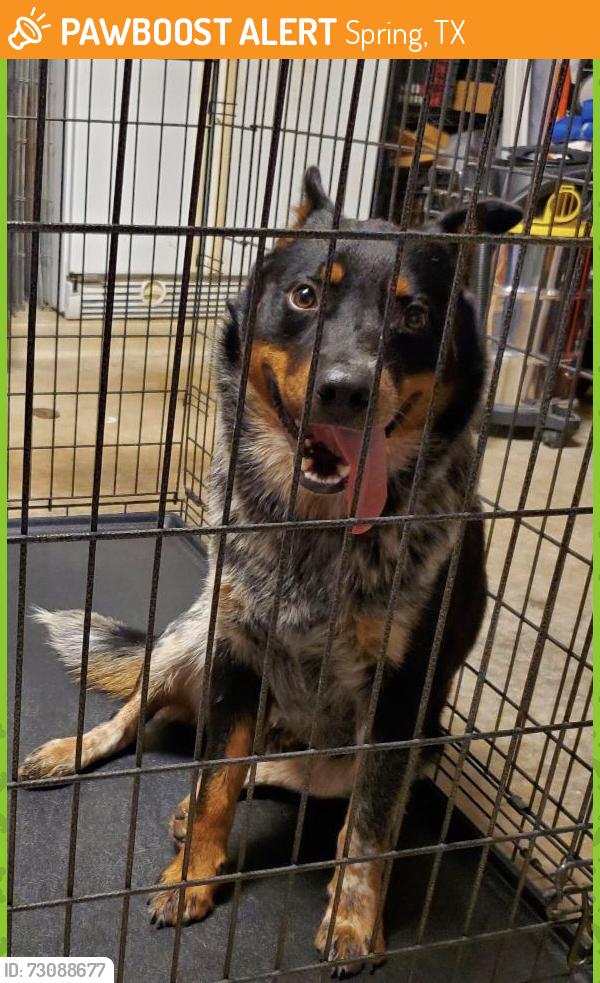Found/Stray Unknown Dog last seen Cypresswood Dr., Spring, TX 77373