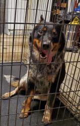 Found/Stray Unknown Dog last seen Cypresswood Dr., Spring, TX 77373