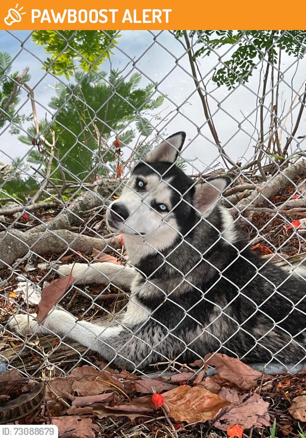 Found/Stray Unknown Dog last seen sw 120th Pl, South Miami Heights, FL 33177