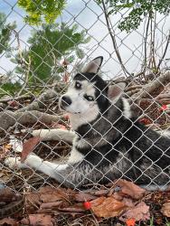 Found/Stray Unknown Dog last seen sw 120th Pl, South Miami Heights, FL 33177