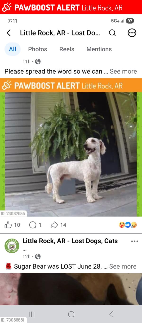 Lost Male Dog last seen Westbury and hwy 10, Little Rock, AR 72223