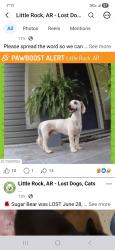 Lost Male Dog last seen Westbury and hwy 10, Little Rock, AR 72223