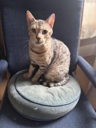 Reunited Male Cat last seen Deerbrook Road , Norwood, England SE24 9BE