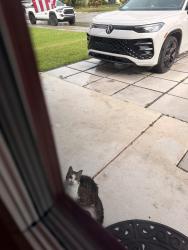 Found/Stray Unknown Cat last seen Near Cooper City Elementary school, Cooper City, FL 33328