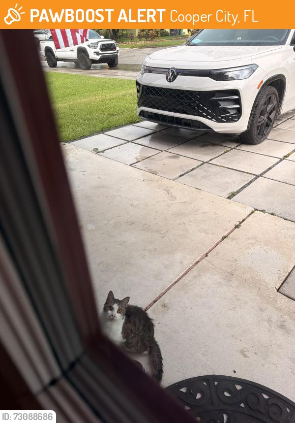 Found/Stray Unknown Cat last seen Near Cooper City Elementary school, Cooper City, FL 33328