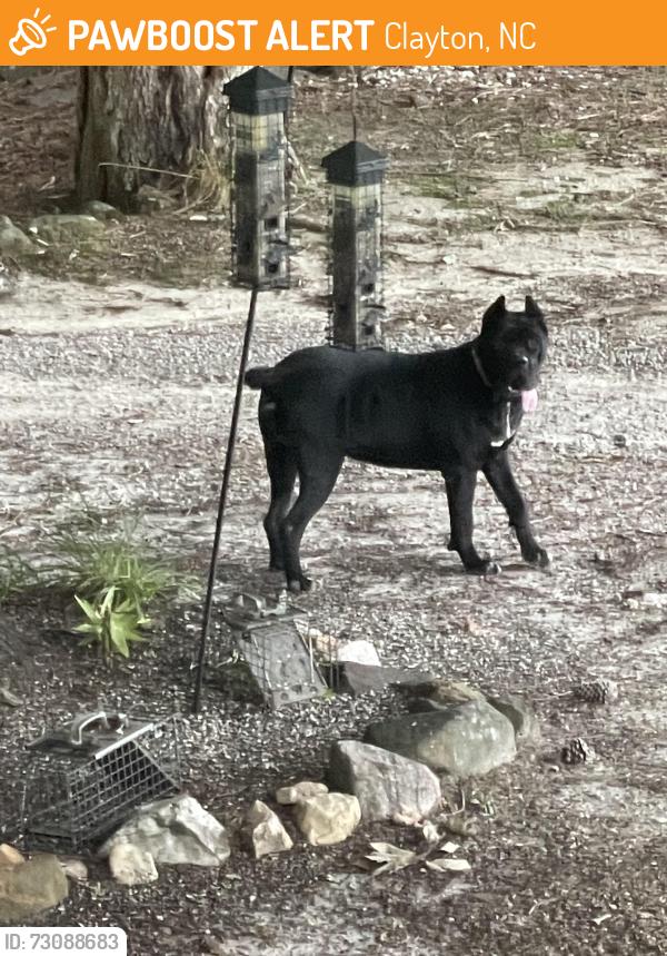 Found/Stray Unknown Dog last seen winston rd, Clayton, NC 27520