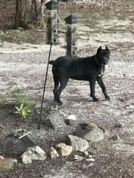 Found/Stray Unknown Dog last seen winston rd, Clayton, NC 27520