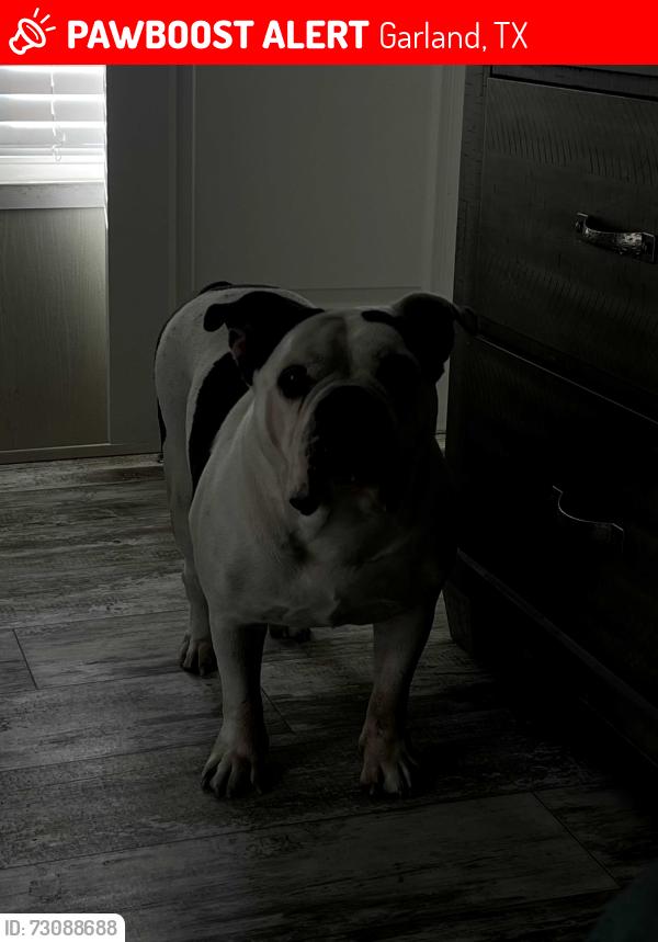 Lost Male Dog last seen Watson technology, Garland, TX 75041