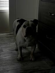 Lost Male Dog last seen Watson technology, Garland, TX 75041