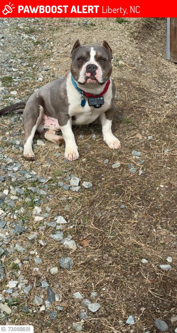Lost Male Dog last seen Foster store road liberty nc, Liberty, NC 27298