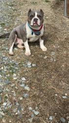 Lost Male Dog last seen Foster store road liberty nc, Liberty, NC 27298
