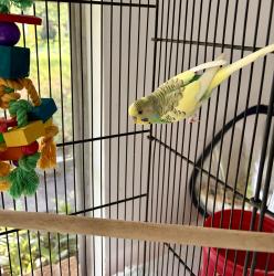 Found/Stray Male Bird last seen VEG Animal ER, Flower Mound, TX 75022