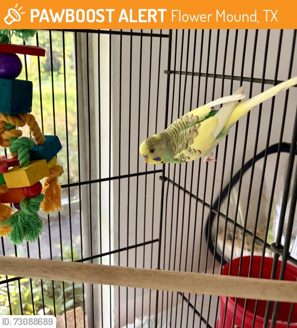 Found/Stray Male Bird last seen VEG Animal ER, Flower Mound, TX 75022