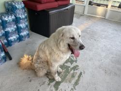 Reunited Female Dog last seen Salerno Road, Stuart, FL 34997