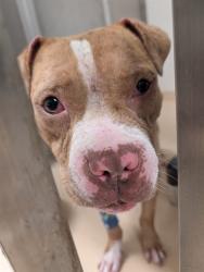 Shelter Stray Male Dog last seen Near BLOCK DIAMOND,63137, 10521 Baur Blvd, Olivette, MO 63132, USA