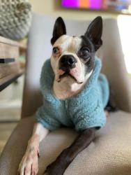 Lost Male Dog last seen Near st South penn ave, Norman, OK 73019