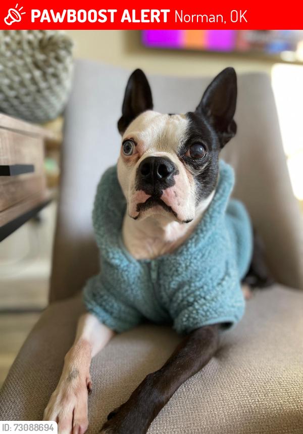 Lost Male Dog last seen Near st South penn ave, Norman, OK 73019
