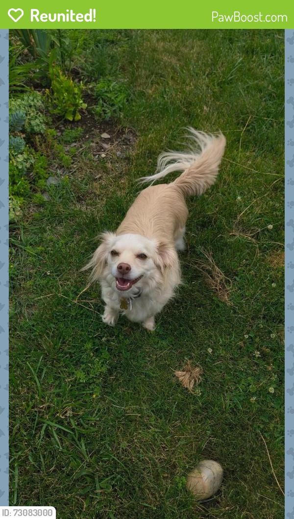 Reunited Female Dog last seen George Washington School, Troy, NY 12180